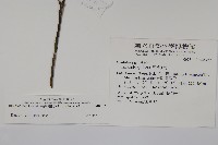 臺灣糊樗藏品圖，第2張