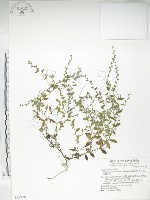 細纍子草藏品圖，第1張