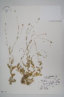 細葉蘭花參藏品圖，第1張