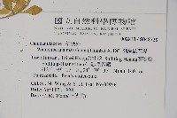 細葉蘭花參藏品圖，第2張