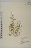 天蓬草、雀舌草藏品圖，第1張