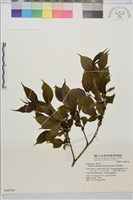 中原氏鼠李藏品圖，第1張