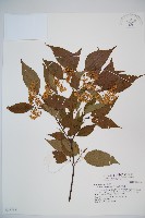 呂宋莢迷藏品圖，第1張