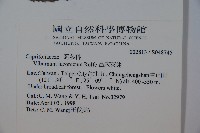 呂宋莢迷藏品圖，第2張