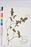 金毛杜鵑藏品圖，第1張