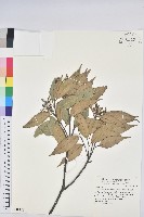 長尾栲、長尾柯、長尾尖葉櫧藏品圖，第1張