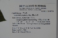 裡白忍冬、紅腺忍冬藏品圖，第2張