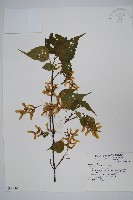 大屯尖葉槭, 川上氏槭藏品圖，第1張