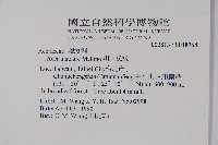 大屯尖葉槭, 川上氏槭藏品圖，第2張