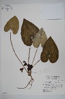 大花細辛、馬蹄香藏品圖，第1張