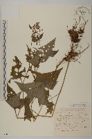 楊梅藏品圖，第1張