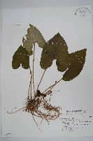 大屯細辛藏品圖，第1張