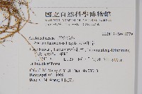 大屯細辛藏品圖，第2張