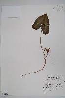 大花細辛、馬蹄香藏品圖，第1張