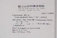 大花細辛、馬蹄香藏品圖，第2張