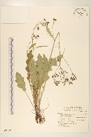 刀傷草藏品圖，第1張