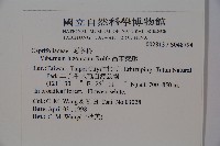 呂宋莢迷藏品圖，第2張