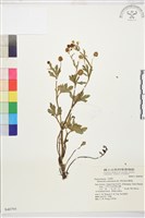 水辣菜、禺毛茛藏品圖，第1張