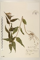 林氏澤蘭藏品圖，第1張