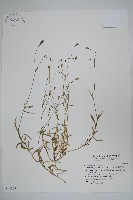 細葉蘭花參藏品圖，第1張