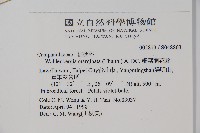 細葉蘭花參藏品圖，第2張