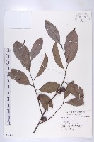 山紅柿藏品圖，第3張