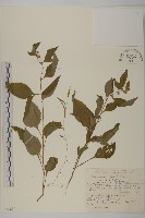 暗花金挖耳藏品圖，第1張