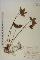 及己藏品圖，第1張