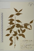 垂絲衛矛藏品圖，第1張