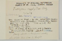 垂絲衛矛藏品圖，第2張