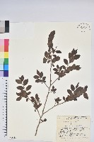 紅果越桔藏品圖，第1張