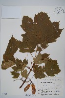 鬼槭藏品圖，第1張