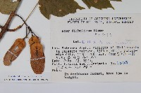 鬼槭藏品圖，第2張