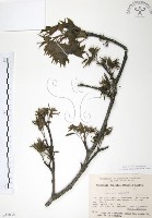 野鴉椿藏品圖，第1張