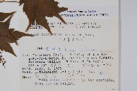 塔槭藏品圖，第2張