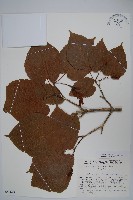 二拄槭藏品圖，第1張