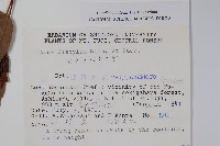 二拄槭藏品圖，第2張