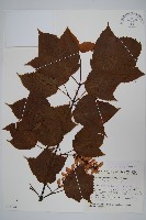 褐脈槭藏品圖，第1張