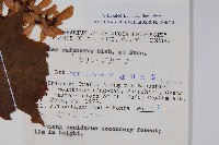 褐脈槭藏品圖，第2張