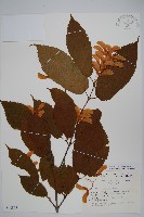 鵝耳櫪槭藏品圖，第1張