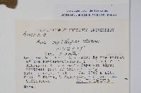 細柄槭藏品圖，第2張