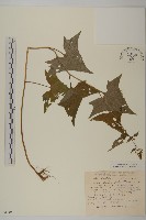 登錄號:S048852藏品圖，第1張