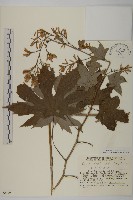 登錄號:S048853藏品圖，第1張