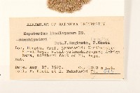 林氏澤蘭藏品圖，第2張