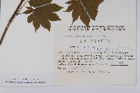 鈍翅槭藏品圖，第2張