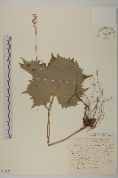 登錄號:S048870藏品圖，第1張