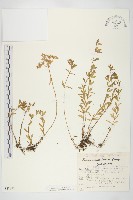 垂盆草藏品圖，第1張