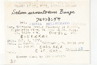 垂盆草藏品圖，第2張