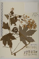 登錄號:S048875藏品圖，第1張