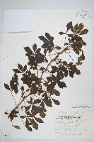 登錄號:S048878藏品圖，第1張